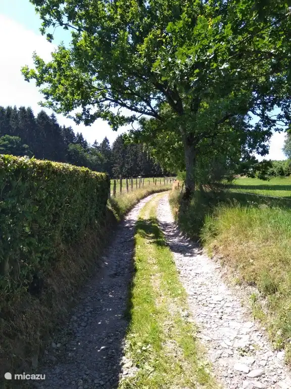 camino hacia el bosque, unos 150 metros