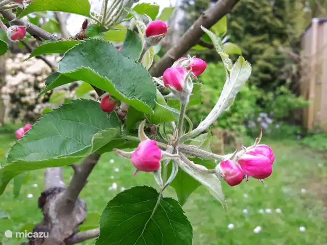 Le Pélican | Pays-Bas, Utrecht, Werkhoven - gîte / cottage Fleur de fruits Werkhoven