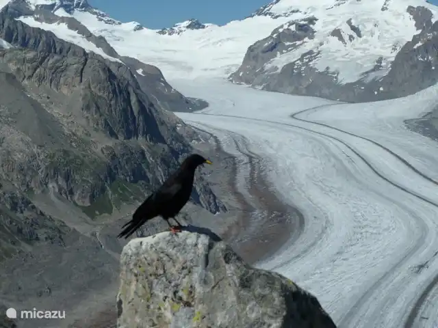 Location de Vacances Suisse, Valais, Fiesch, chalet - Chalet Rivendell Glacier d'Aletsch