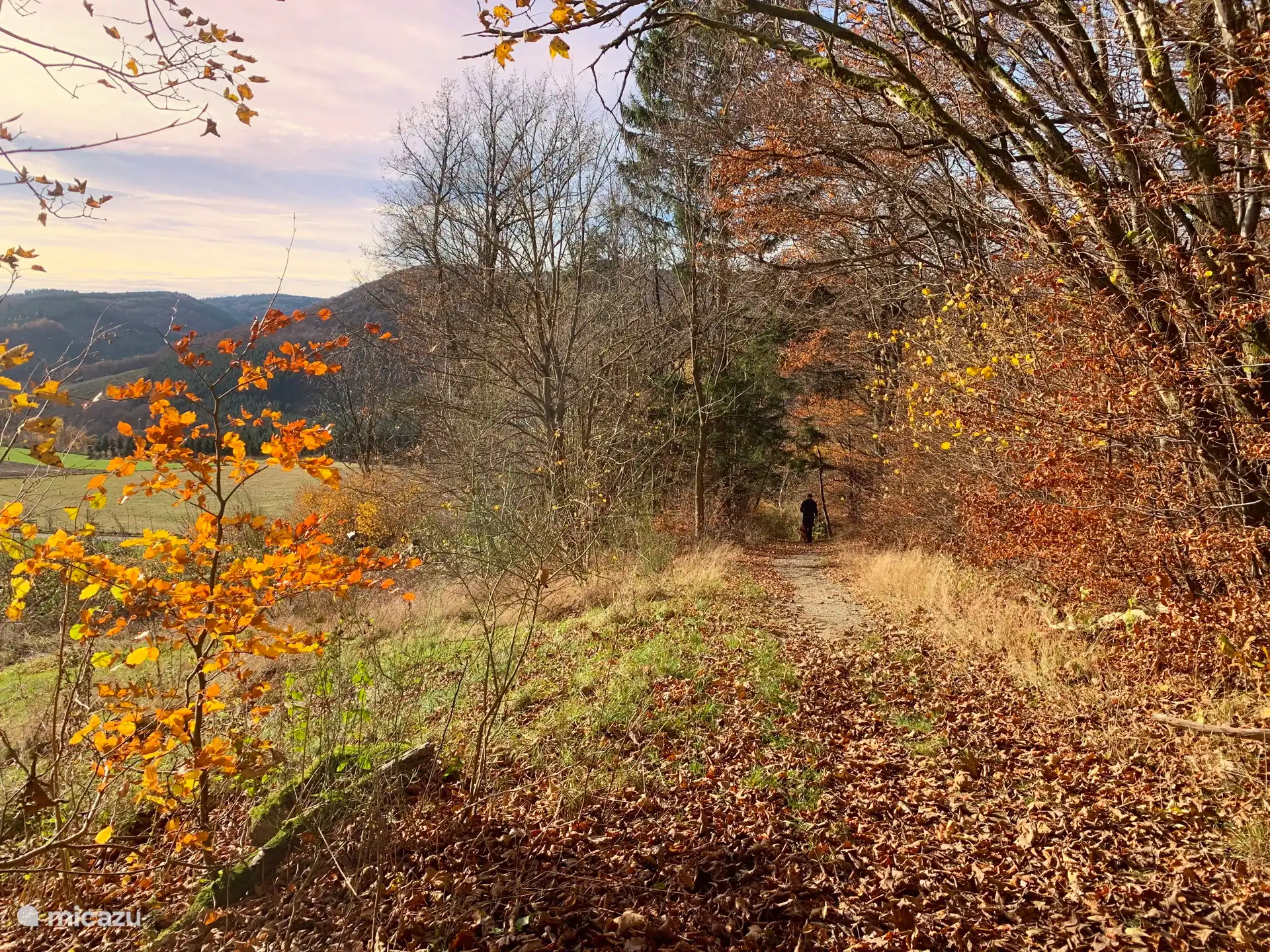 Bosque al final de la calle