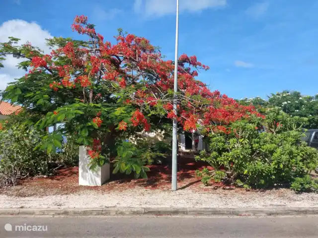 Villa Una | Curaçao, Banda Abou (ouest), Coral Estate, Rif St.Marie - villa Flamboy