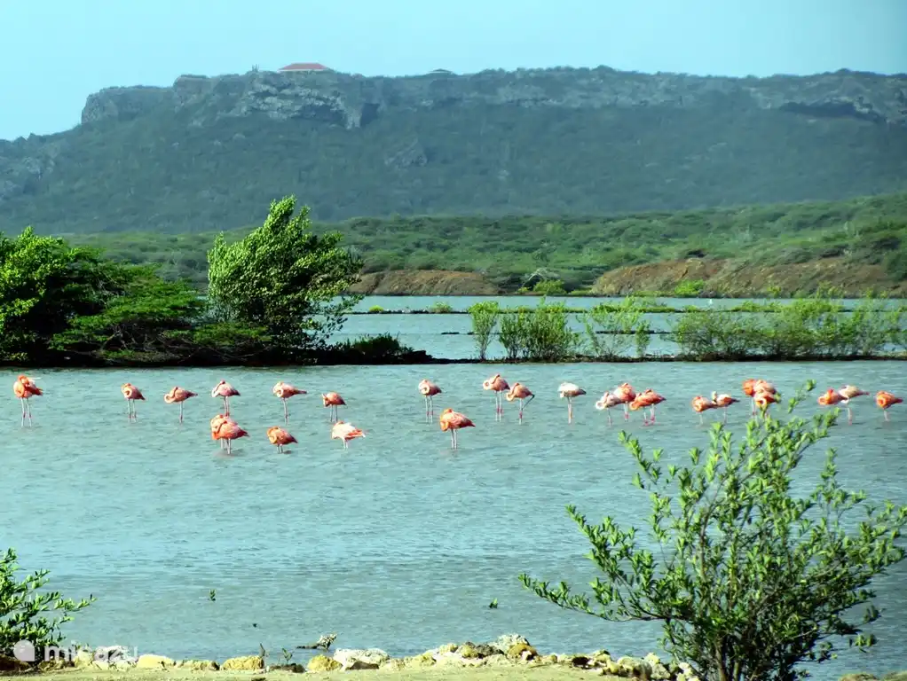 Sanctuaire des flamants roses