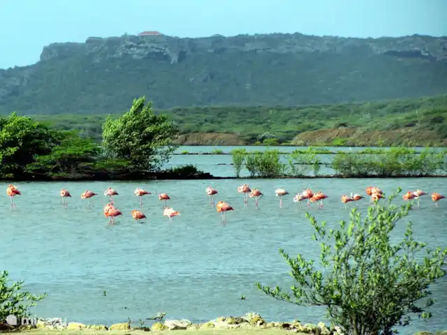 Villa Una | Curaçao, Banda Abou (ouest), Coral Estate, Rif St.Marie - villa Sanctuaire des flamants roses