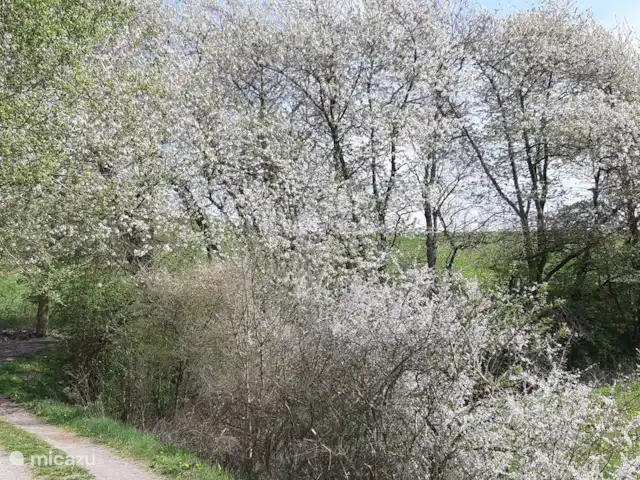 Vélos électriques de randonnée *The Apple Blossom* | Allemagne, Sauerland, Frankenau - maison de vacances Faire du vélo autour de Frankenau au début de l'été est un plaisir