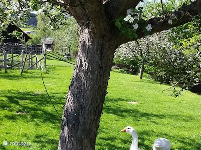 Vélos électriques de randonnée *The Apple Blossom* | Allemagne, Sauerland, Frankenau - maison de vacances Bel environnement