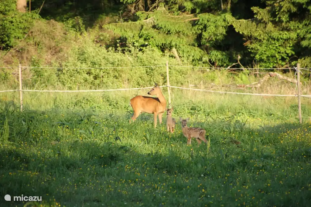Jungwild in der Gegend um Eskebo. Foto von einem unserer Gäste