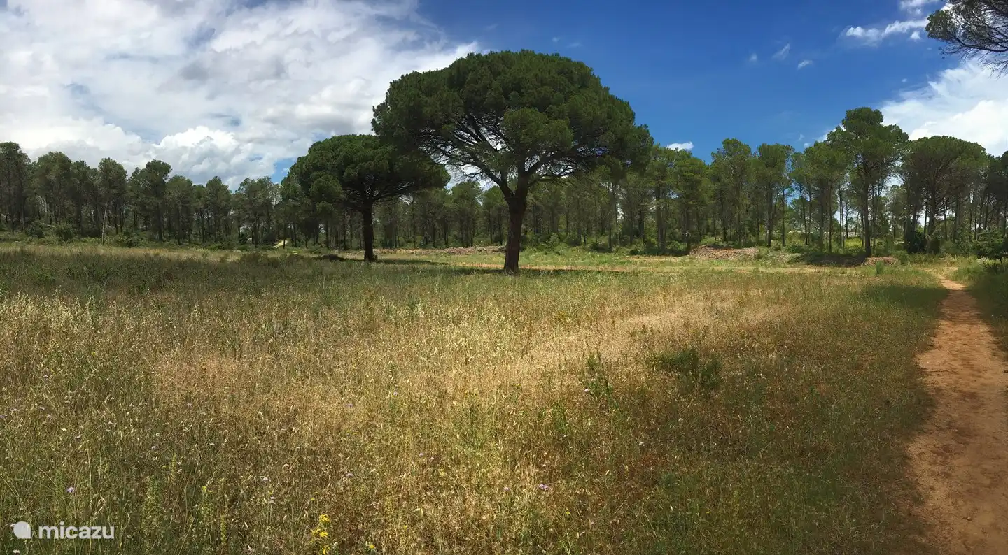 Grande forêt / réserve naturelle à deux pas