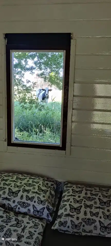 Blick auf eine Wiese