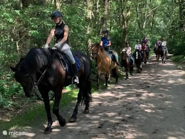 De Bronzen Emmer huren in Nederland, Drenthe, Meppen - bungalow Paardrijden op onze eigen manege