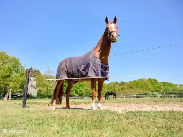 De Bronzen Emmer huren in Nederland, Drenthe, Meppen - bungalow Neem je eigen paard mee op vakantie!
