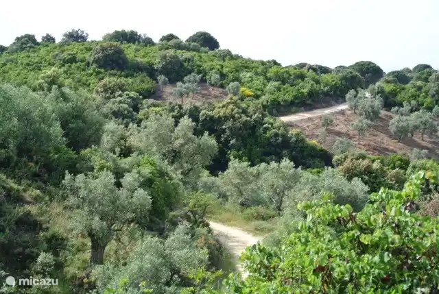 The road to Kalivi Elena