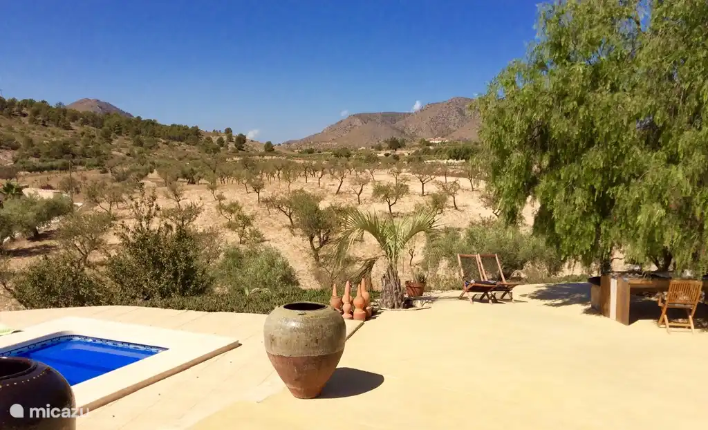 Vue sur le verger d'oliviers et d'amandiers