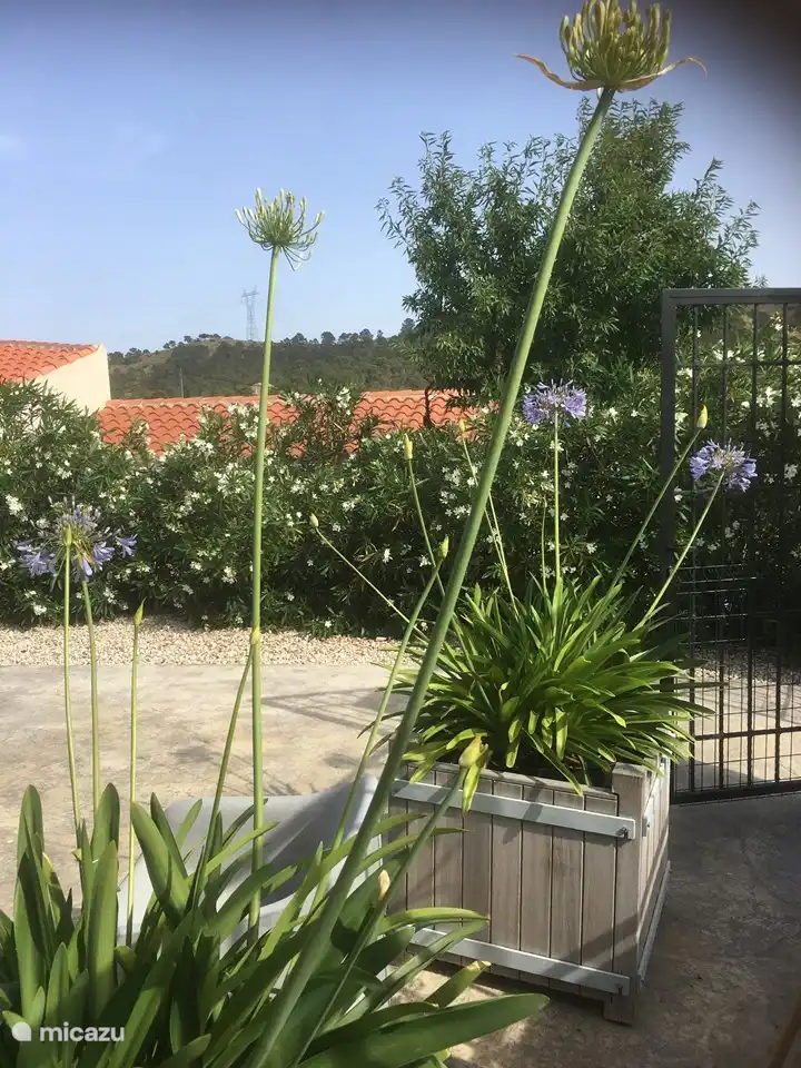 Il y a beaucoup de variété pour ceux qui aiment les plantes et les fleurs