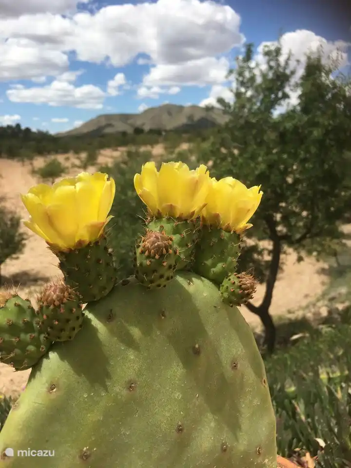 Ceux qui aiment les plantes peuvent se régaler les yeux