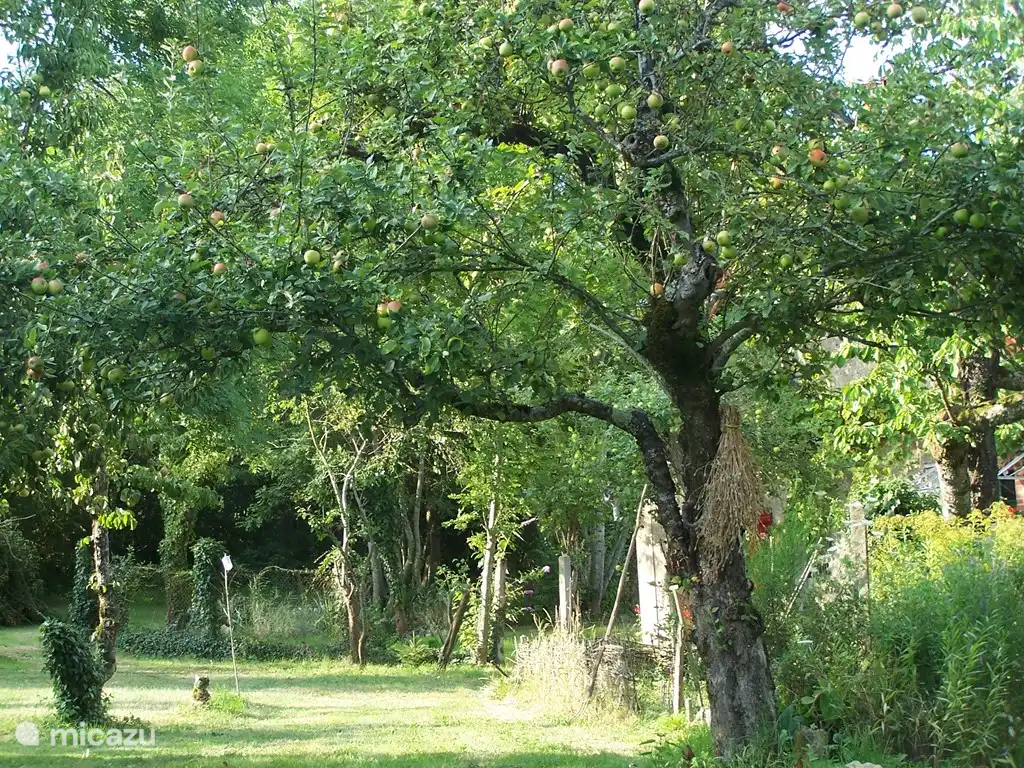 Obstgarten