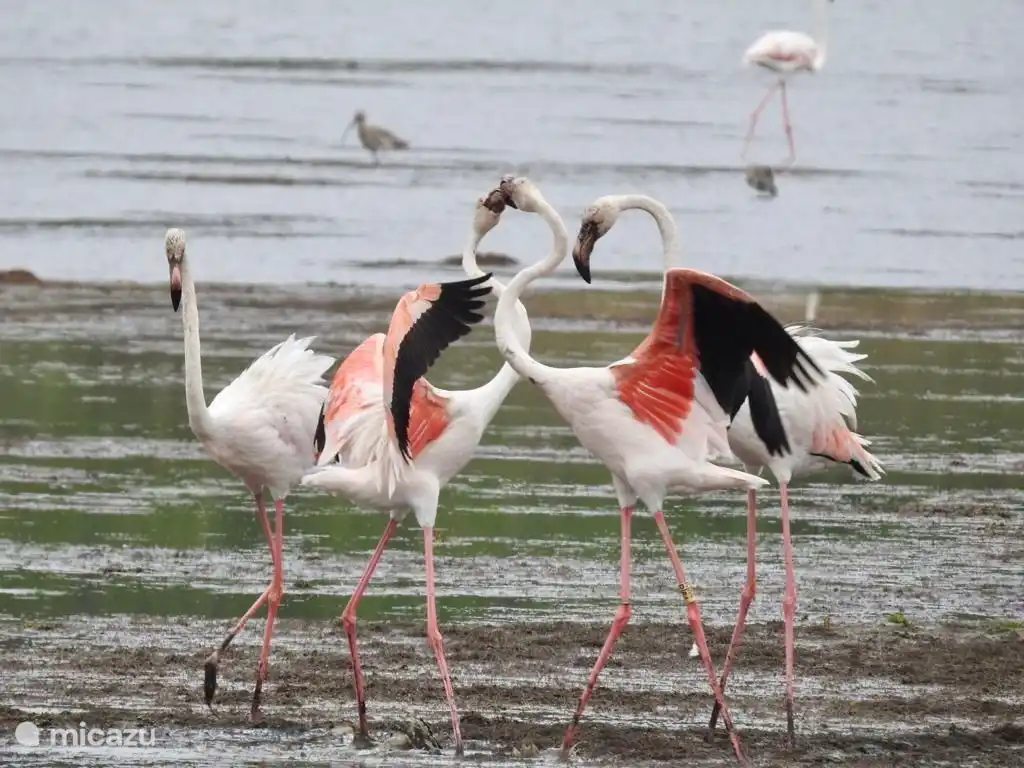 obidos lagoon met zijn prachtige flora en fauna 