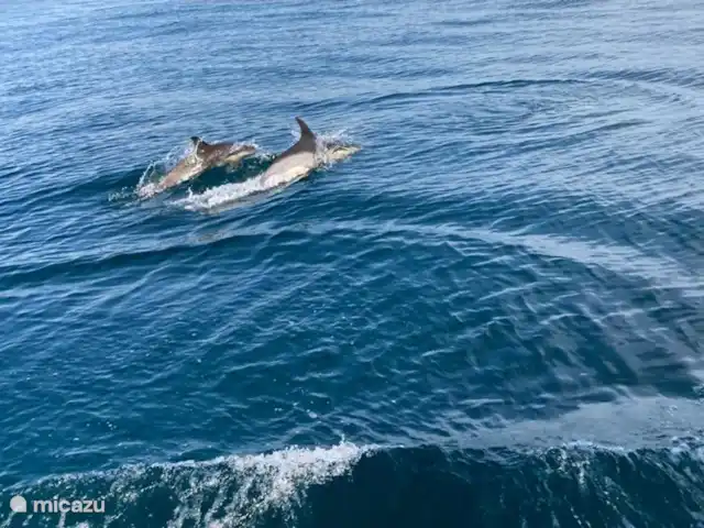 pension / guesthouse / privékamer huren in Portugal, Costa de Prata, Boa Vista – Casa Entre Praias, guesthouse Tulipa Dolfijnen spotten