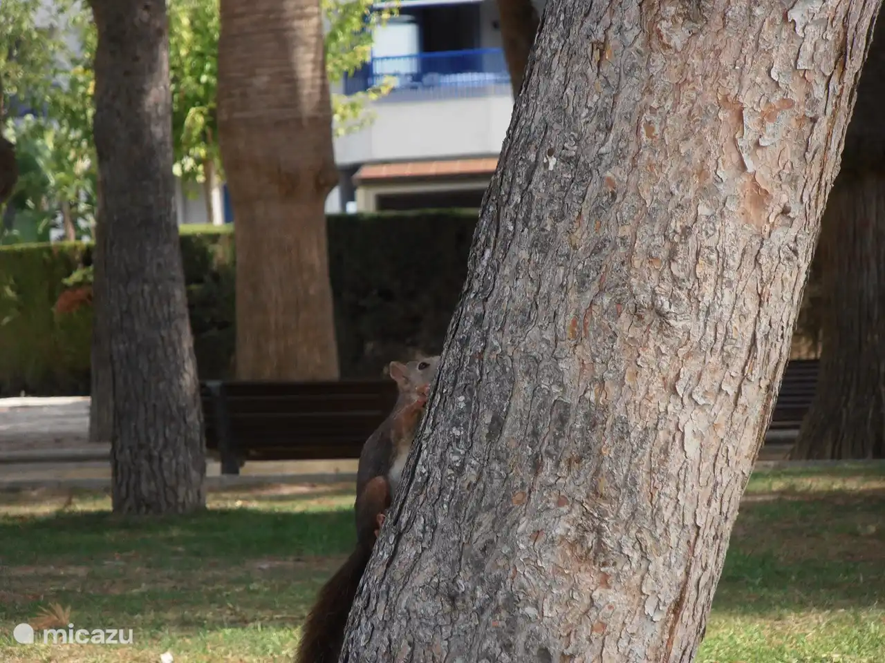 Een eekhoorn in het parkje bij het strand van Moraira.