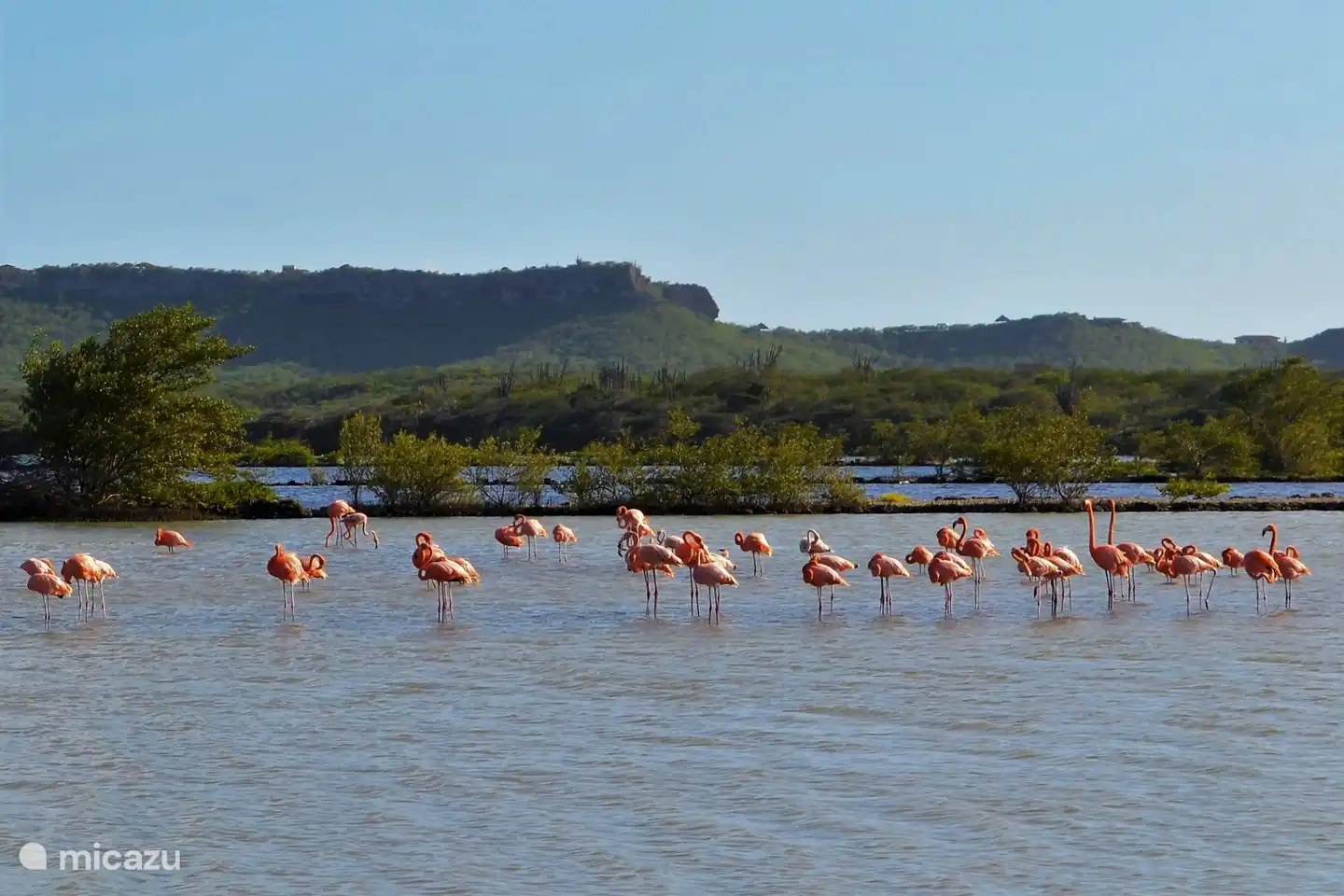 Flamencos en las salinas de Jan Kok, a poca distancia de Jan Kok Lodges.