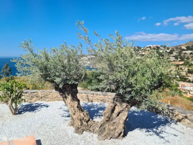 Villa Las Dalias sur la Costa Tropical | Espagne, Costa Tropical, Almuñécar - villa L’olivier Centenario, fierté du jardin méditerranéen