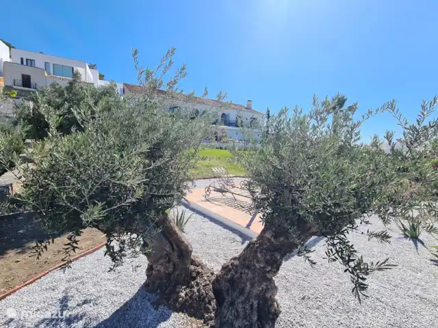 Villa Las Dalias sur la Costa Tropical | Espagne, Costa Tropical, Almuñécar - villa Olivier centenaire