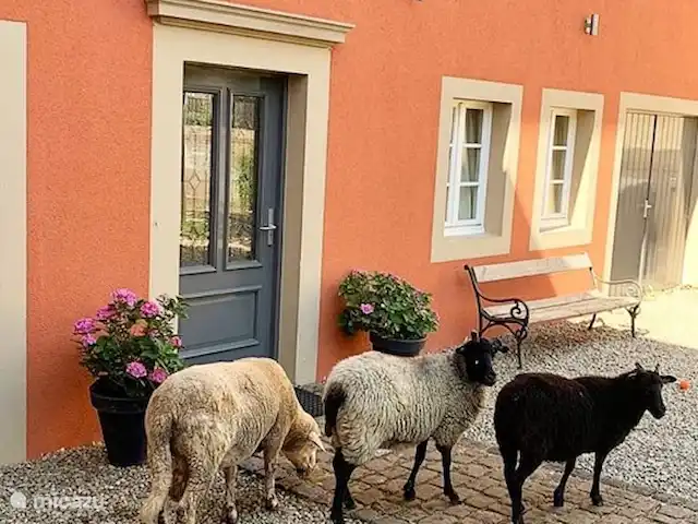 Kylltaler Hof | Allemagne, Eifel, Malbergweich - maison de vacances Visite des moutons
