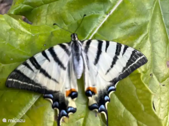Villa Bellavista en Italia, Lacio, Stimigliano - casa vacacional jardín