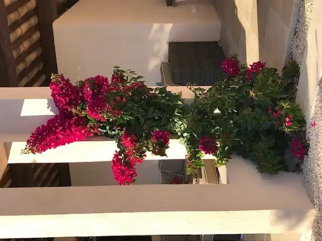 Das reich blühende Bainainville gegen das Poolhaus