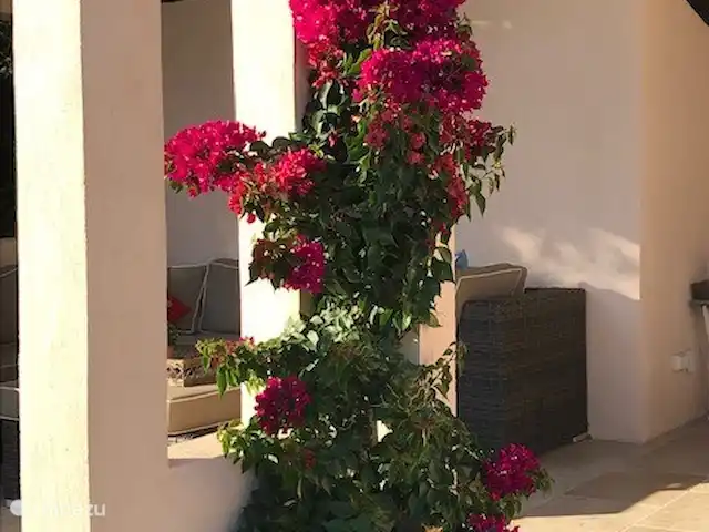 Villa Paranis | France, Côte d'Azur, Frejus - villa Le boungainvillier richement fleuri contre le pool house