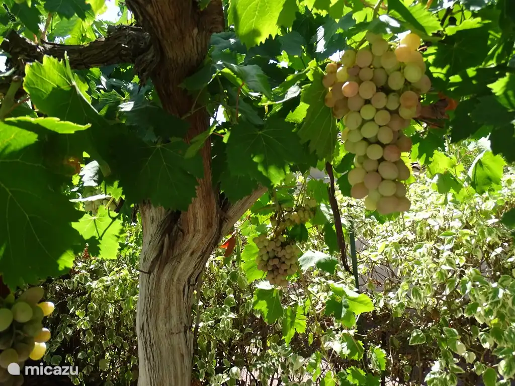 Trauben im privaten Garten