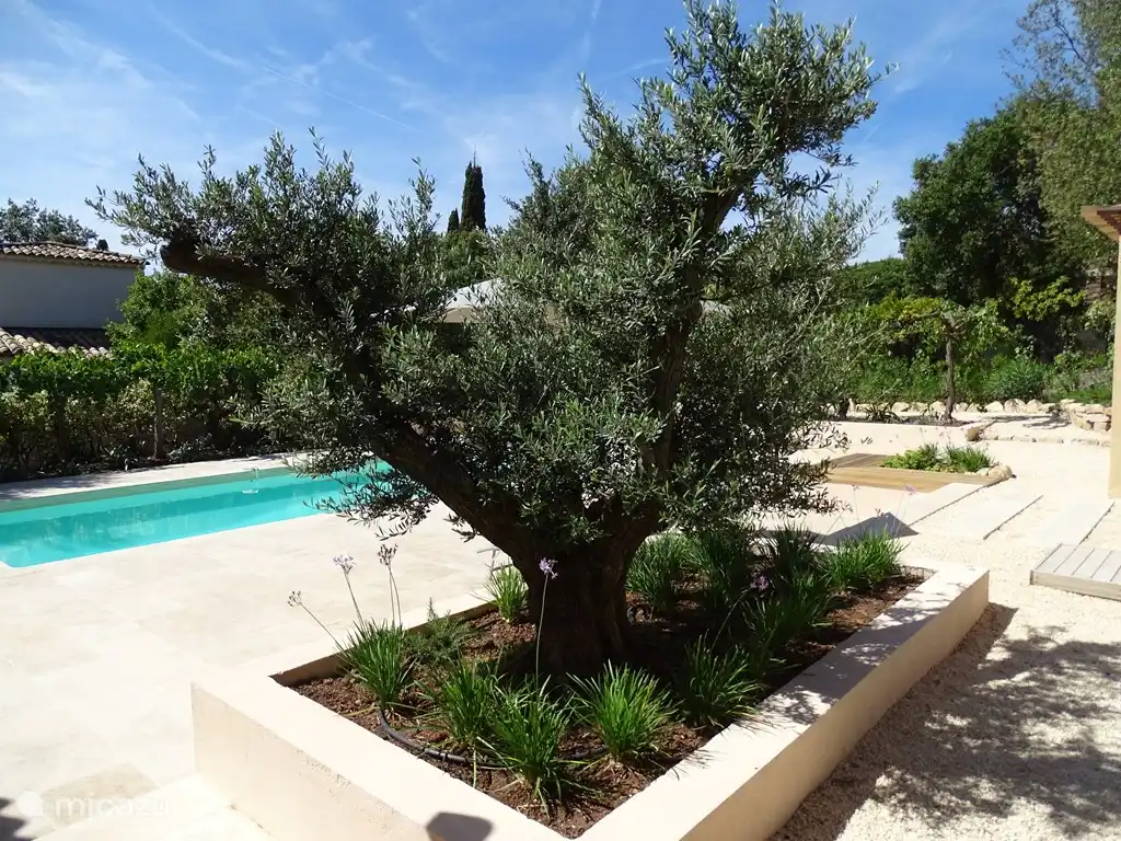 Der schöne alte Olivenbaum