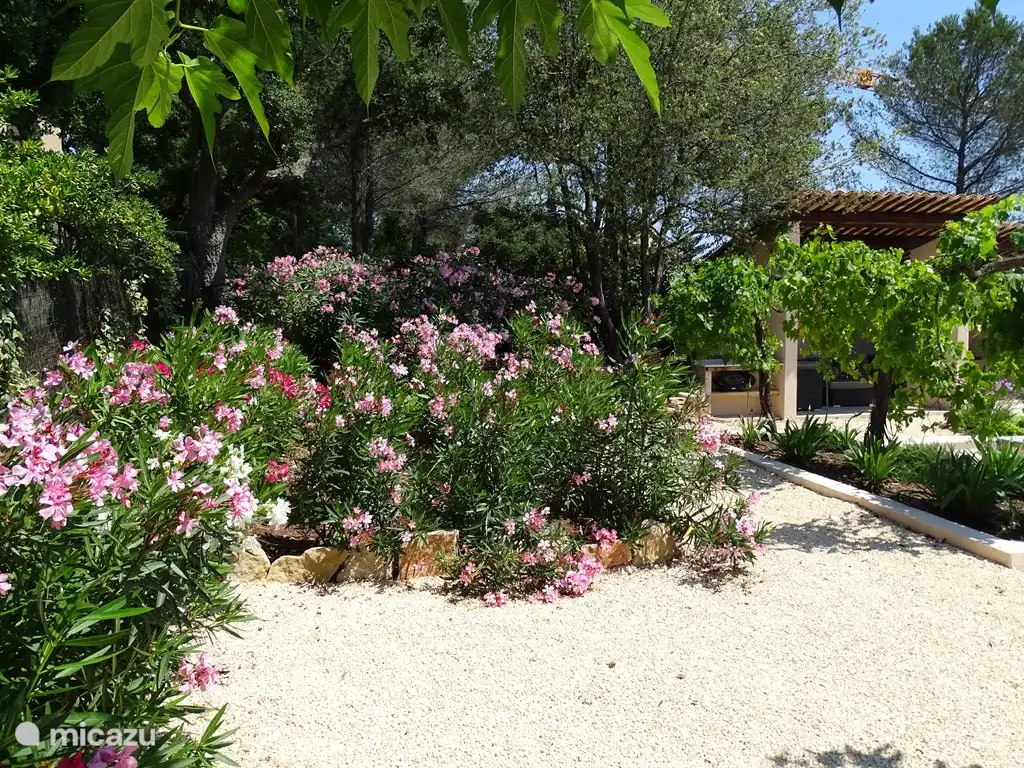 Der Garten mit dem blühenden Oleander und Blick auf das Poolhaus