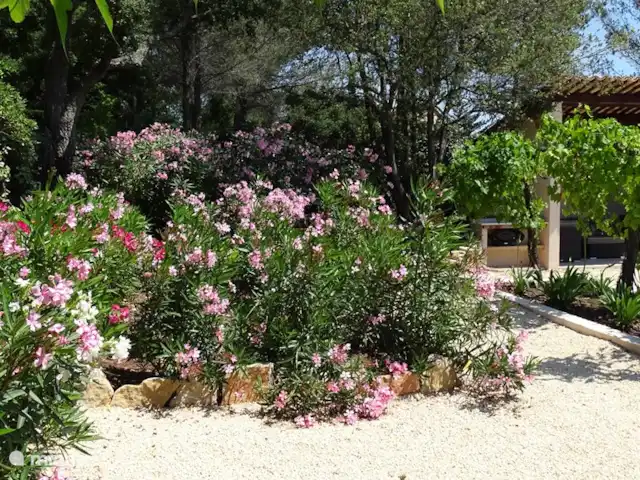Villa Paranis | France, Côte d'Azur, Frejus - villa La cour arrière avec les lauriers roses en fleurs et une vue sur le pool house