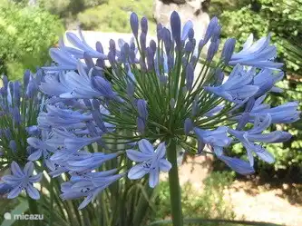 Wunderschön blühende Agapanthussen