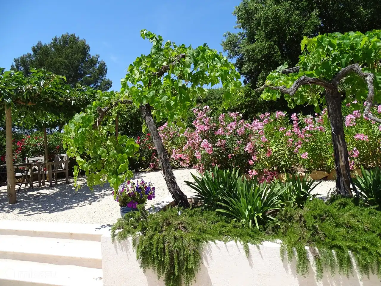 Setzen Sie sich in den Schatten und genießen Sie die blühenden Oleander, Weinreben und duftenden Rosmarin