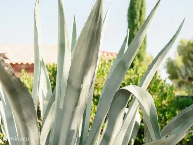 Villa Aphrodite | France, Aude, Pouzols-Minervois - villa