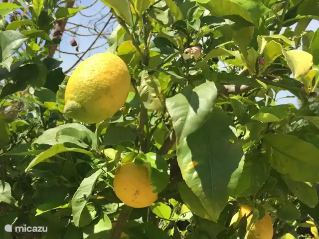Maison d'Urzé | Portugal, Algarve, Alcantarilha - villa Citrons, oranges, mandarines, figues, prunes et pêches abondent dans le jardin