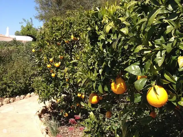 Maison d'Urzé | Portugal, Algarve, Alcantarilha - villa Il y a de nombreux arbres fruitiers dans le jardin comme les oranges, les citrons, les mandarines, les pêches, les figues et les prunes