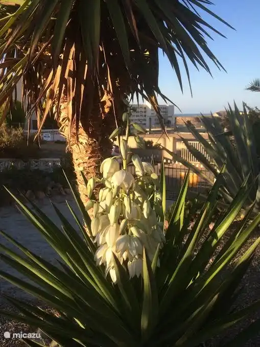blühende Yucca