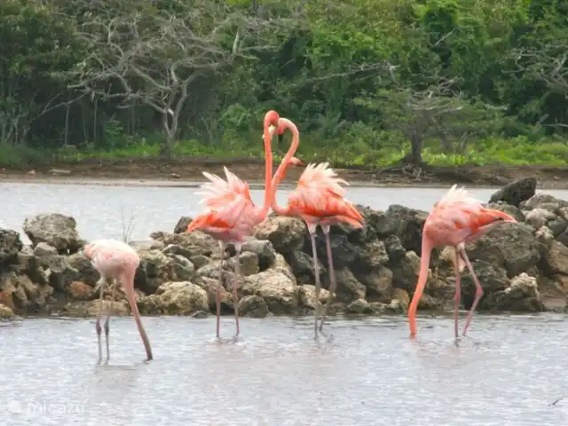 V.I.P. Blue Bay Beach Villa | Curaçao, Curaçao-Centre, Blue Bay - villa Flamants roses dans le lac que surplombe la villa