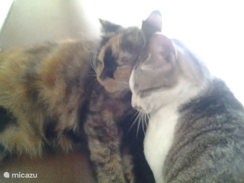 Villa Rosseno Tuticat in Indonesien, Java, Yogyakarta - Villa