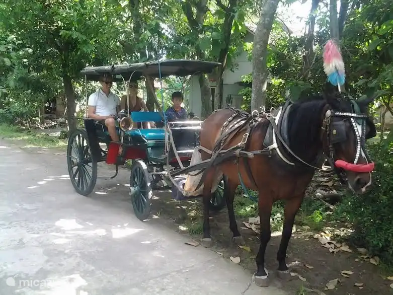 Nehmen Sie eine lustige Fahrt mit Pferd und Wagen durch unsere kampung und Reisfelder