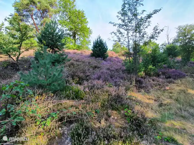 Boekhorst Hackfort | Pays-Bas, Limbourg, Echt-Susteren - maison de vacances Brunssummerheide
Cyclisme Course à pied VTT Adapté aux fauteuils roulants Marche