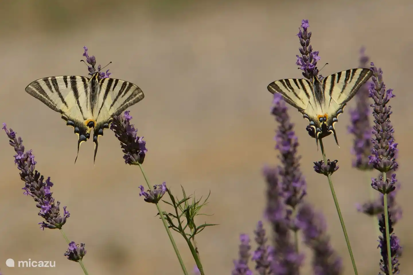 stimmungsvoller Eindruck