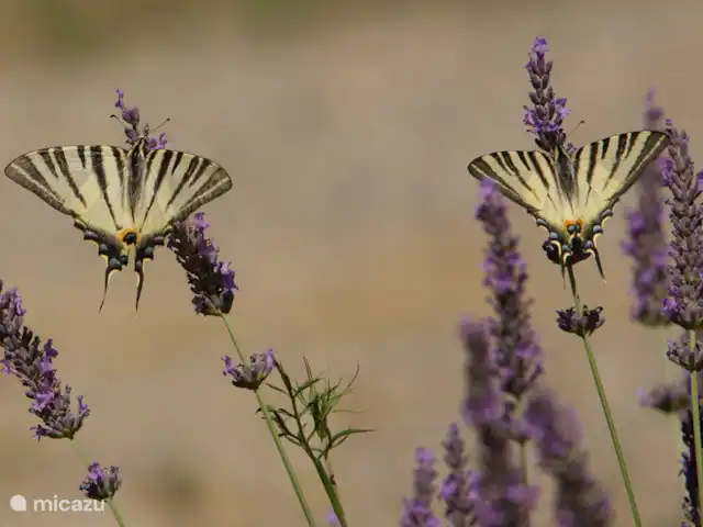 Villa Comfort en Francia, Gard, Molières-sur-Cèze - villa impresión atmosférica