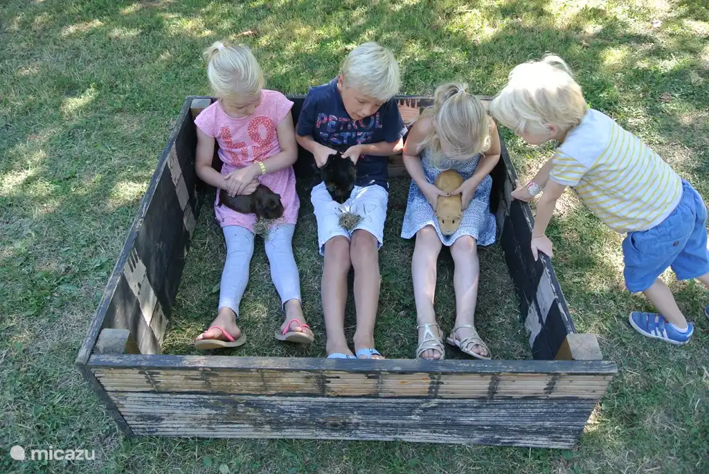 Meerschweinchen Kuscheln 