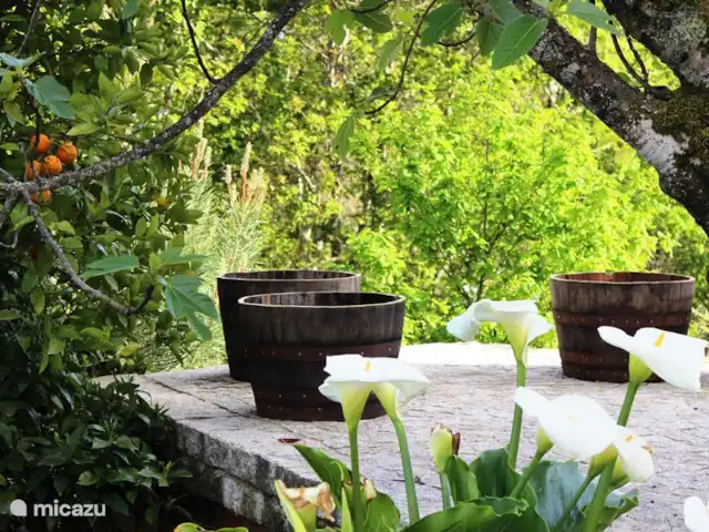 Villa Lugar do Pego huren in Portugal, Viseu, Tondela - villa Hoekje van het terras onder de sinasappelboom en onder de vijgenboom