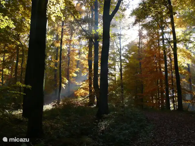 Location de Vacances Allemagne, Sauerland, Frankenau, maison de vacances - Bienvenue : maison de luxe, sauna privé Belle en toutes saisons !