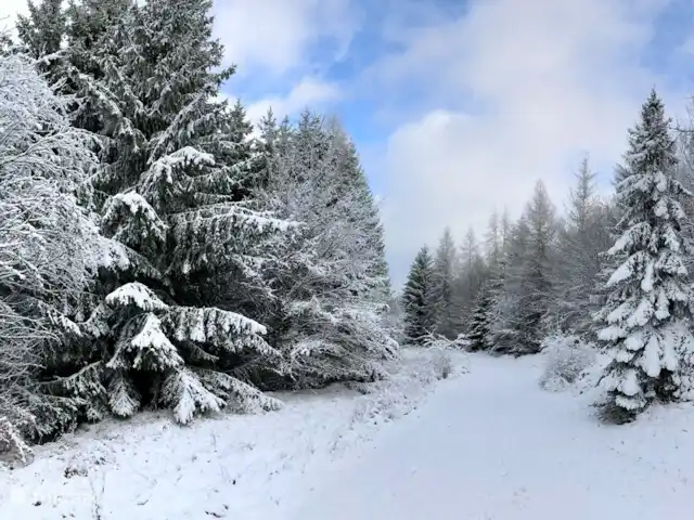 Location de Vacances Allemagne, Sauerland, Frankenau, maison de vacances - Bienvenue : maison de luxe, sauna privé La marche devient une expérience différente.