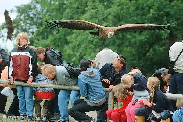 Wildpark am Edersee mit schönen Vogelschau.
